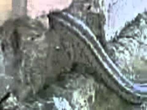 сода билан жинсий олатни катталаштириш
